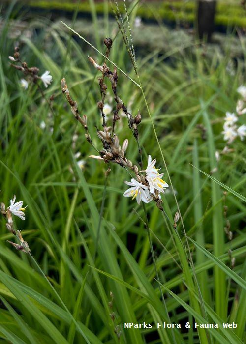 Chlorophytum saundersiae