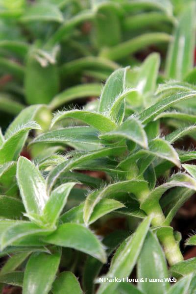 Cyanotis somaliensis