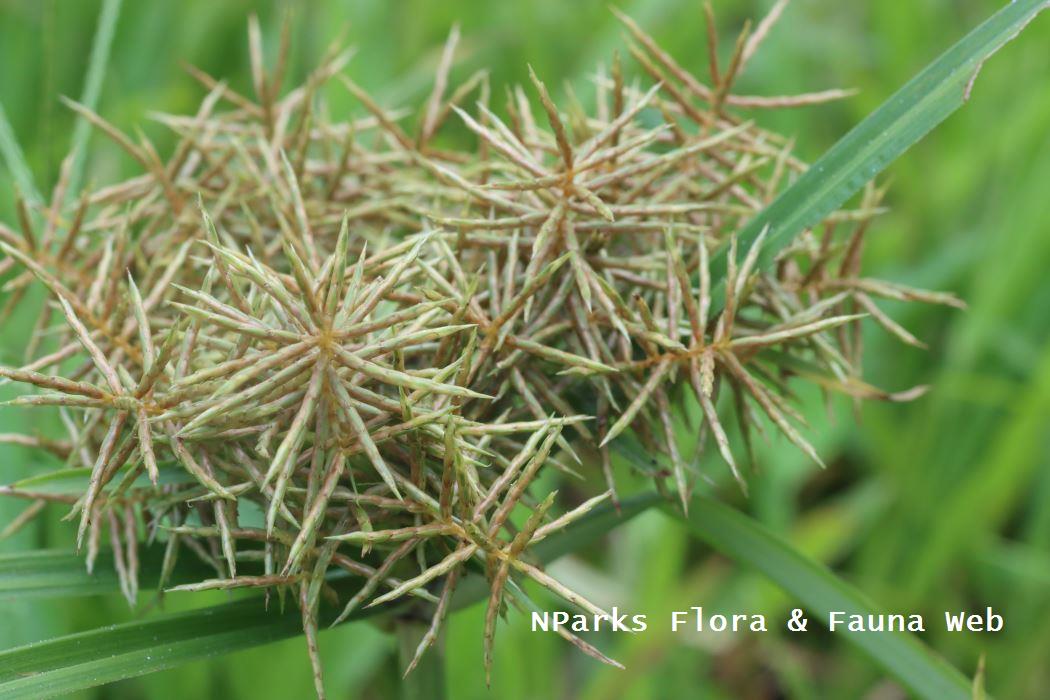 Cyperus_odoratus_Botany_Laboratory_4_lowres