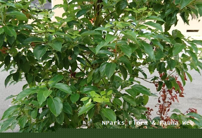 Cinnamomum parthenoxylon