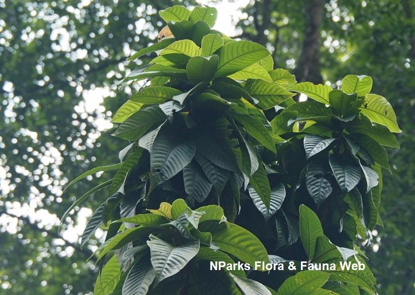 Anthoshorea henryana