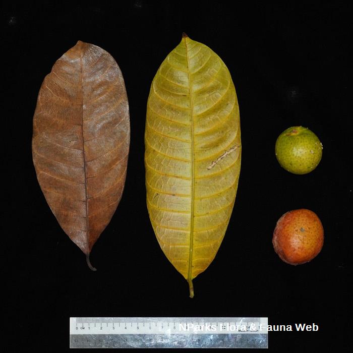 Artocarpus griffithii