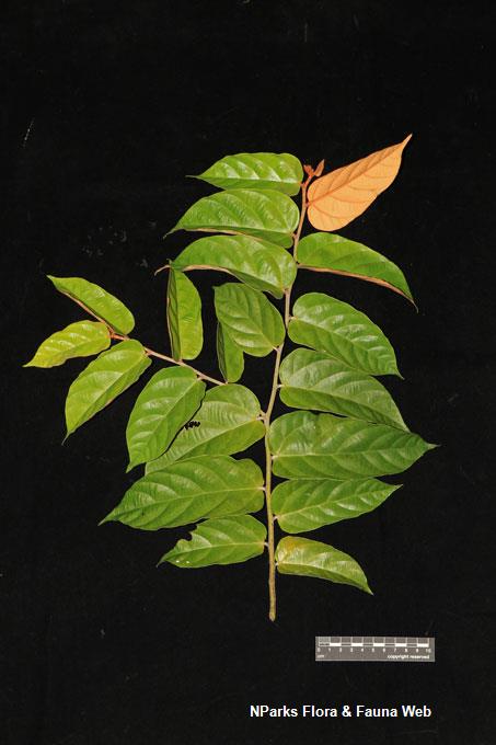 Pterospermum sumatranum_Low Wei Teng