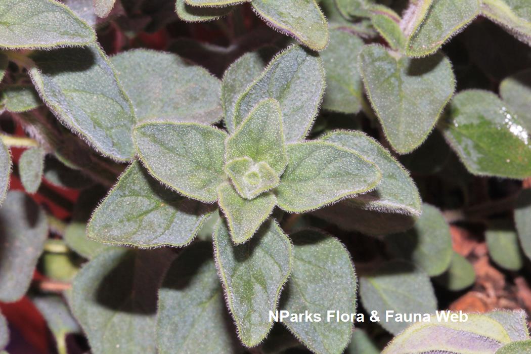 Origanum cultivar Hot & Spicy