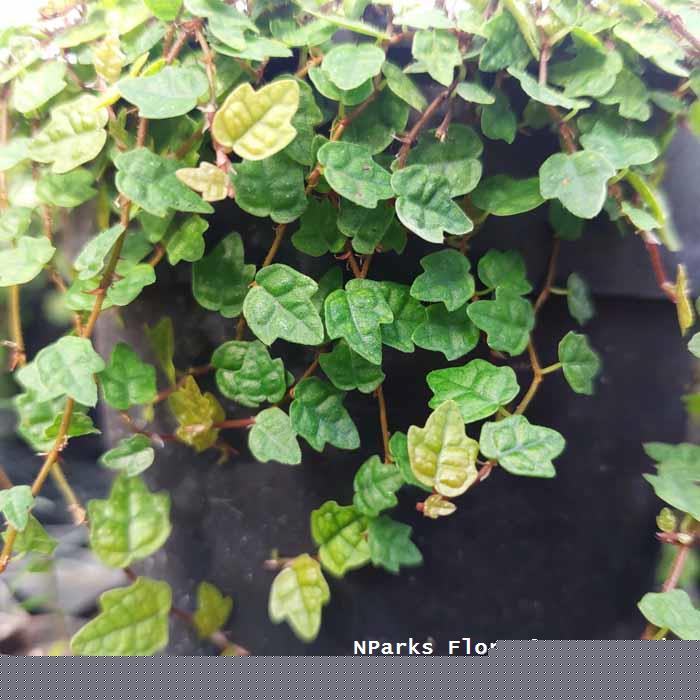 Ficus pumila cultivar