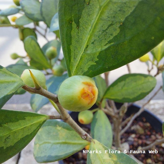 Ficus deltoidea Variegated