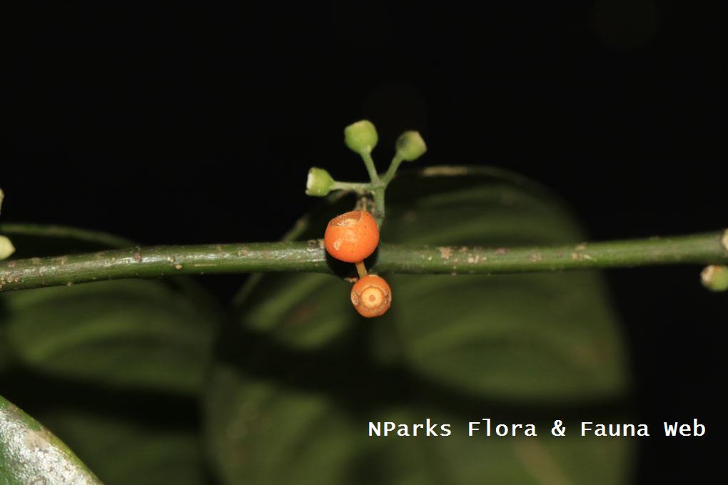 Urophyllum arboreum_Low Wei Teng