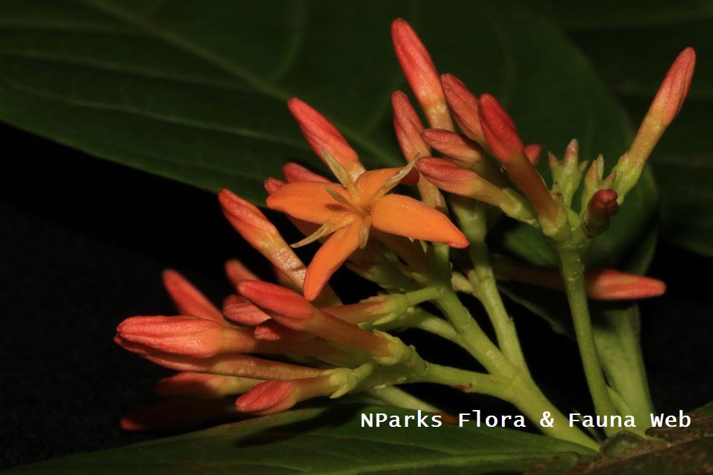 Ixora concinna_Jessica Teo