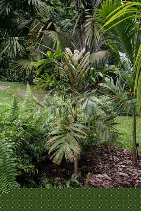 Hydriastele selebica