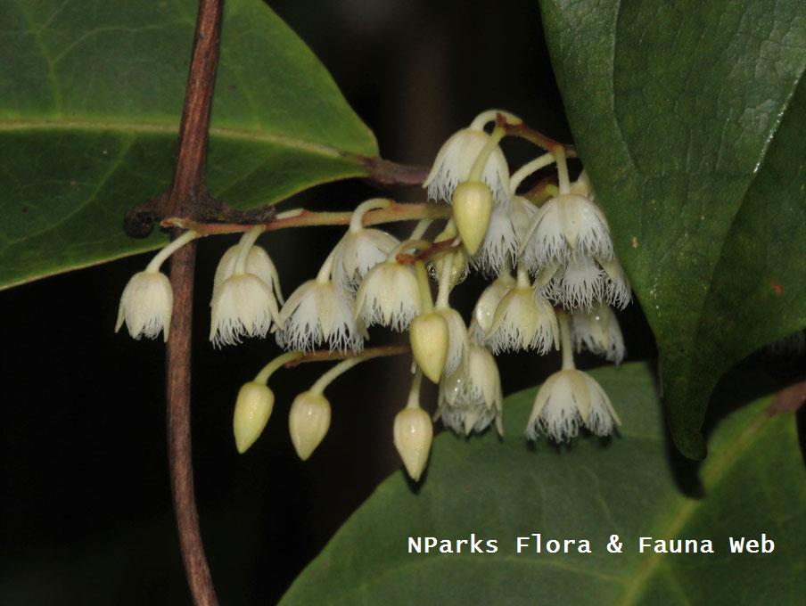 Elaeocarpus acmosepalus_Cerlin Ng