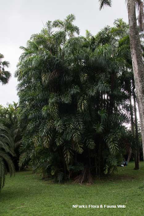 Oncosperma fasciculatum