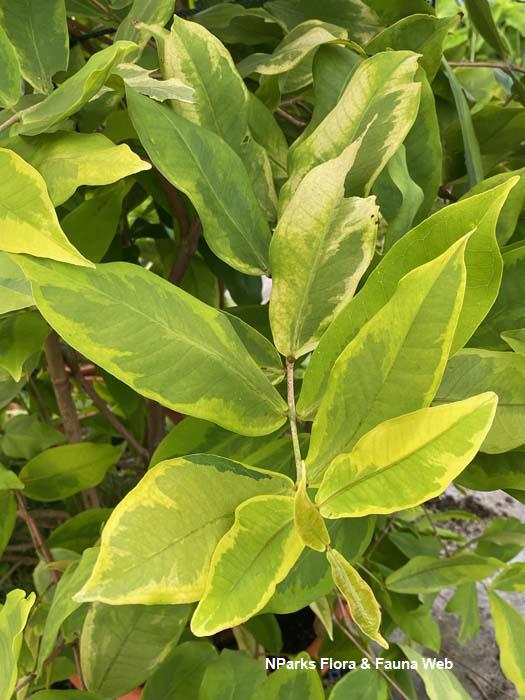 Syzygium aqueum variegated