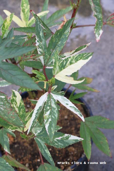 Hibiscus sabdariffa variegated