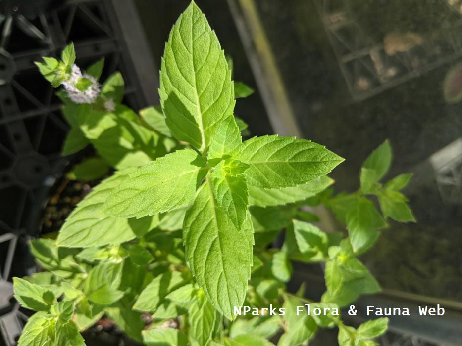 Mentha Ryokubi