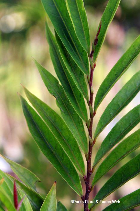 Antidesma montanum var salicinum