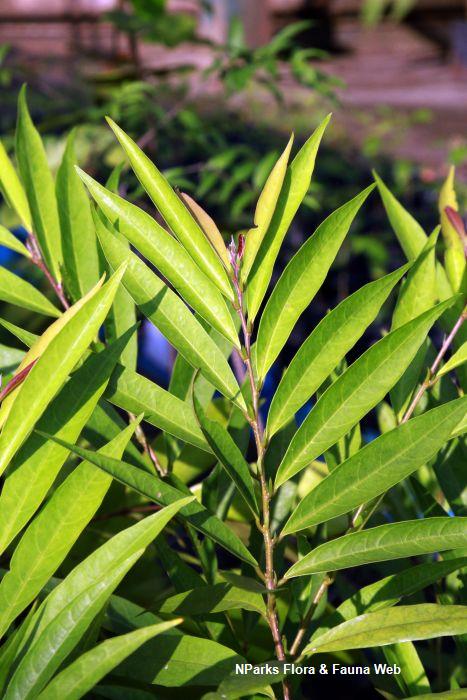 Antidesma montanum var salicinum