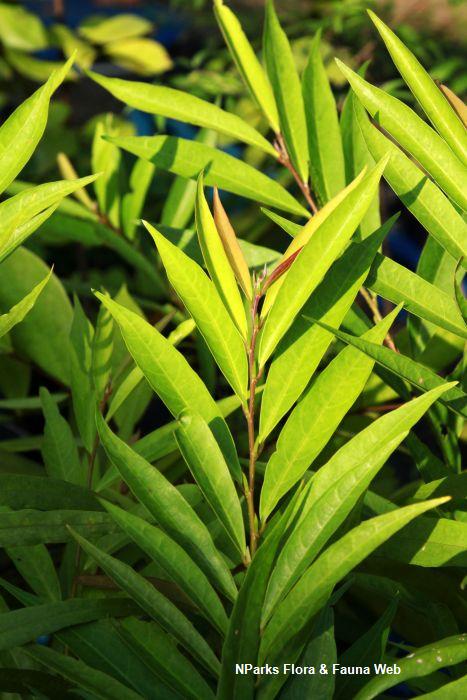 Antidesma montanum var salicinum