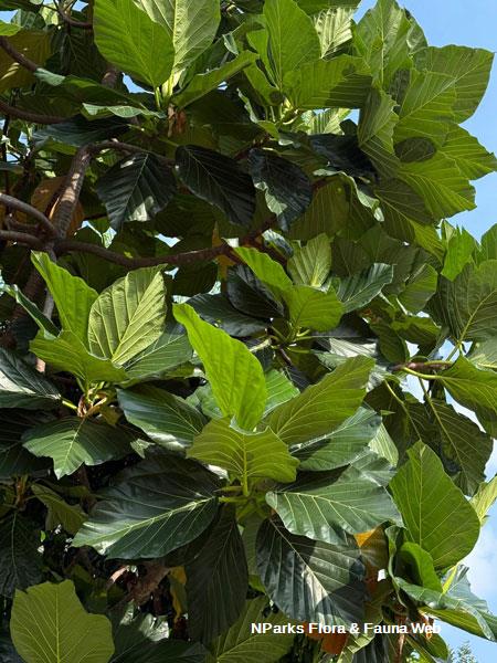 Artocarpus treculianus