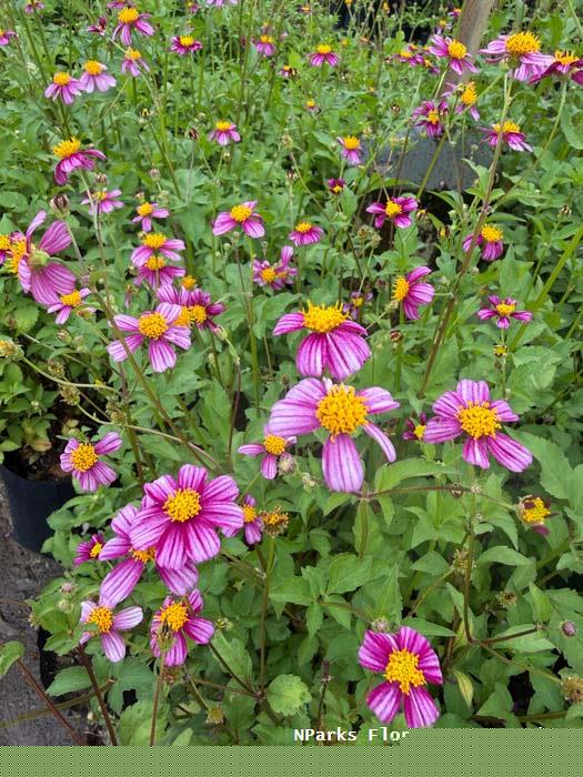 Bidens Pretty in Pink