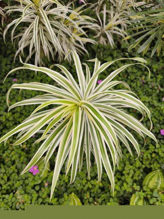 Dracaena cultivar