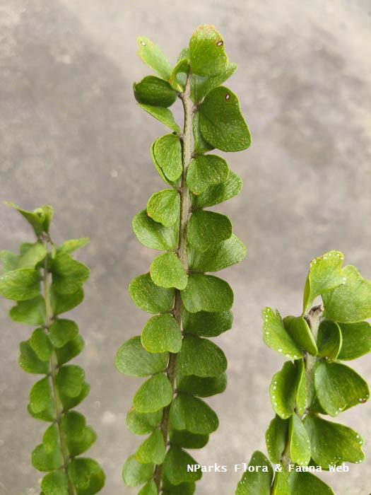 Nephrolepis cultivar