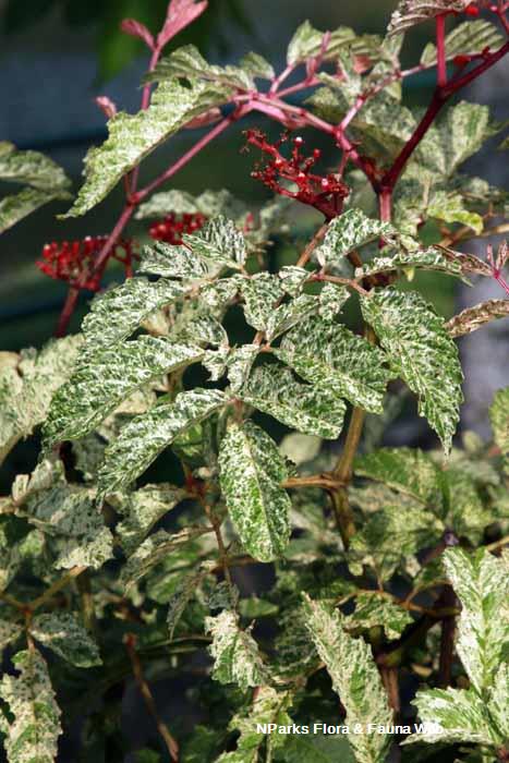 Leea rubra variegated