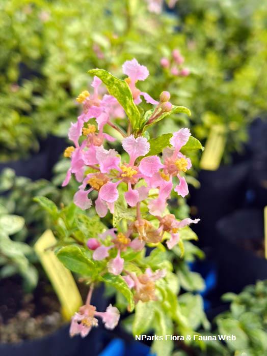 Malpighia glabra Dwarf Variegated