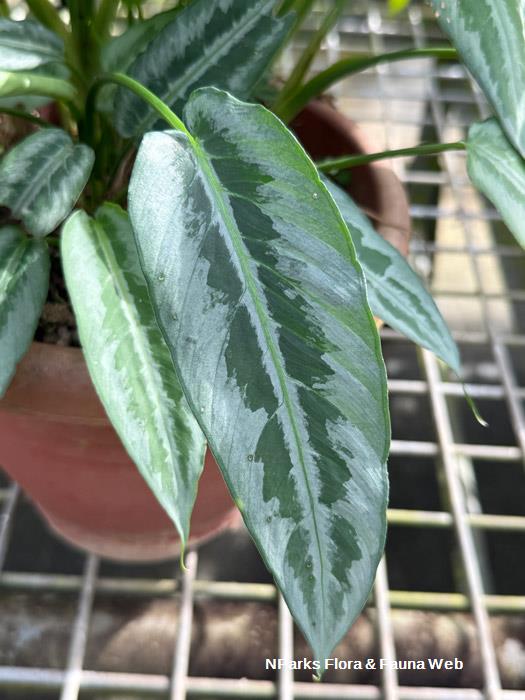 Schismatoglottis hainanensis