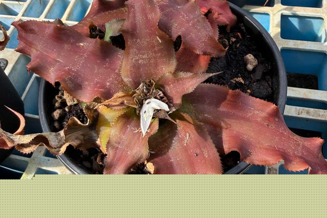 Cryptanthus cultivars