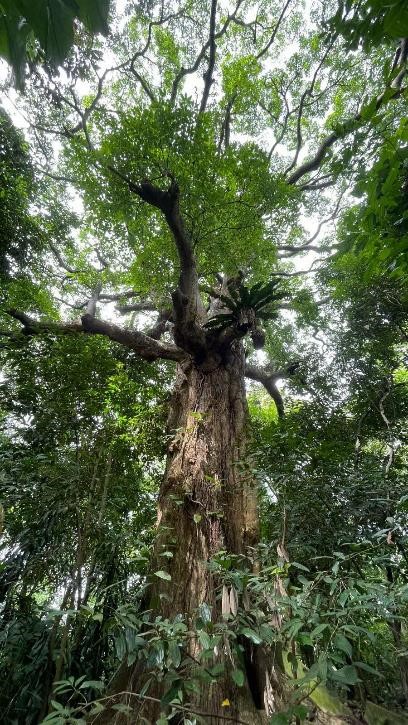 Alstonia angustiloba Kg Chantek