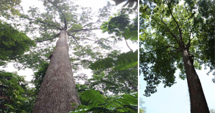 Conserving Tropical Forest Giants