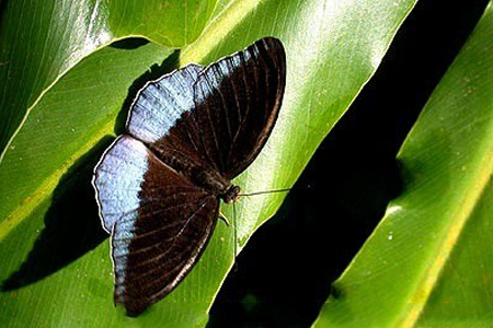 butterfly sexual position