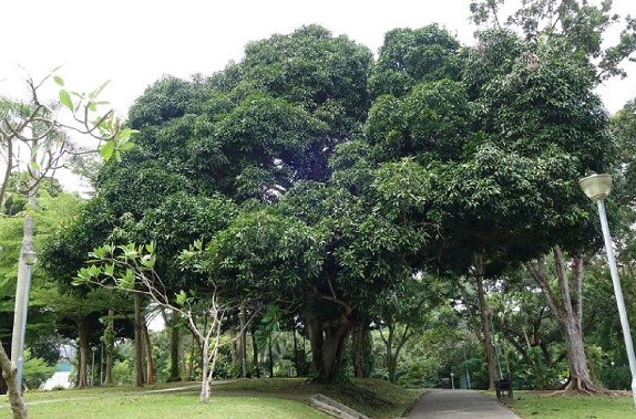 mango tree garden