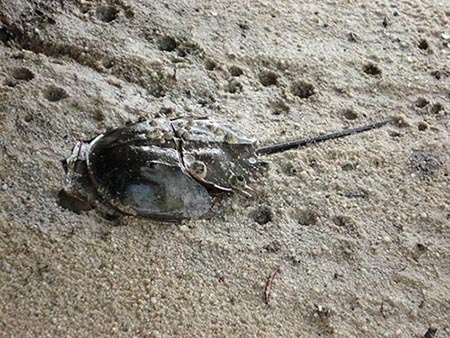 Mangrove Horseshoe Crab2_Holly Siow