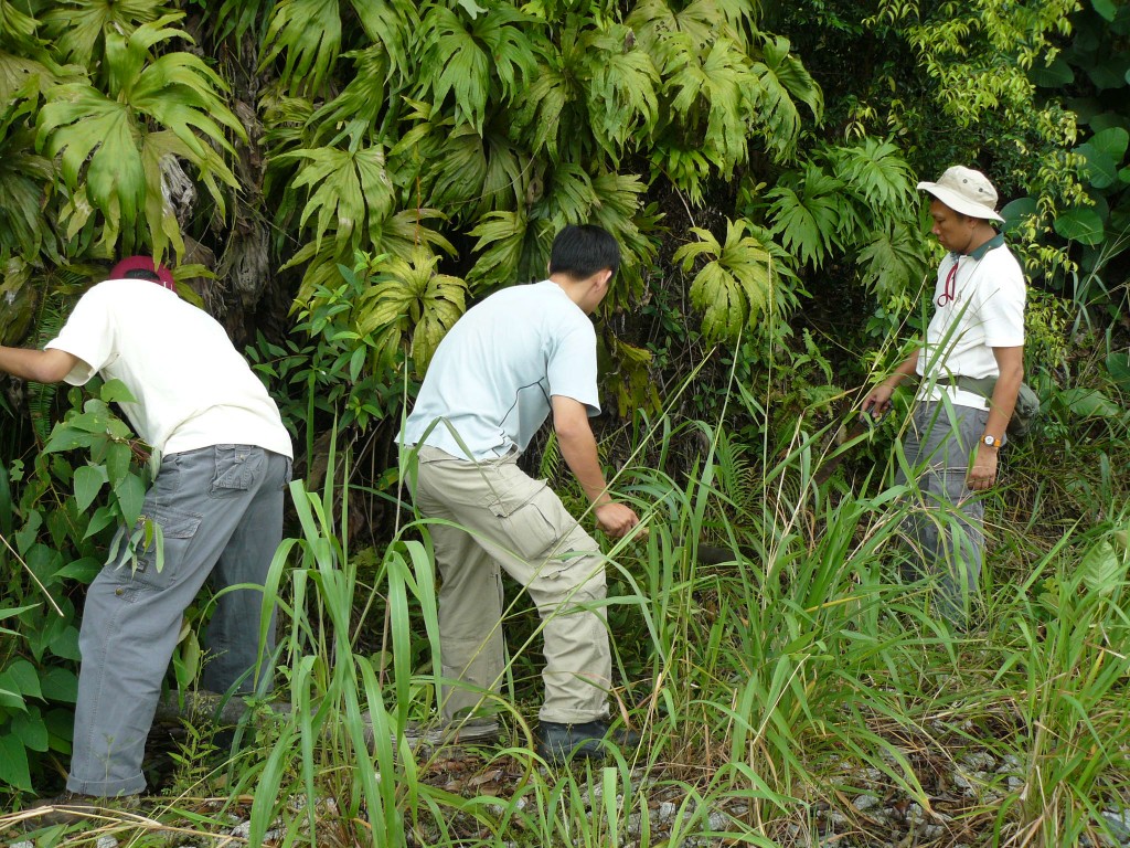 Saving A Prehistoric Fern From Extinction