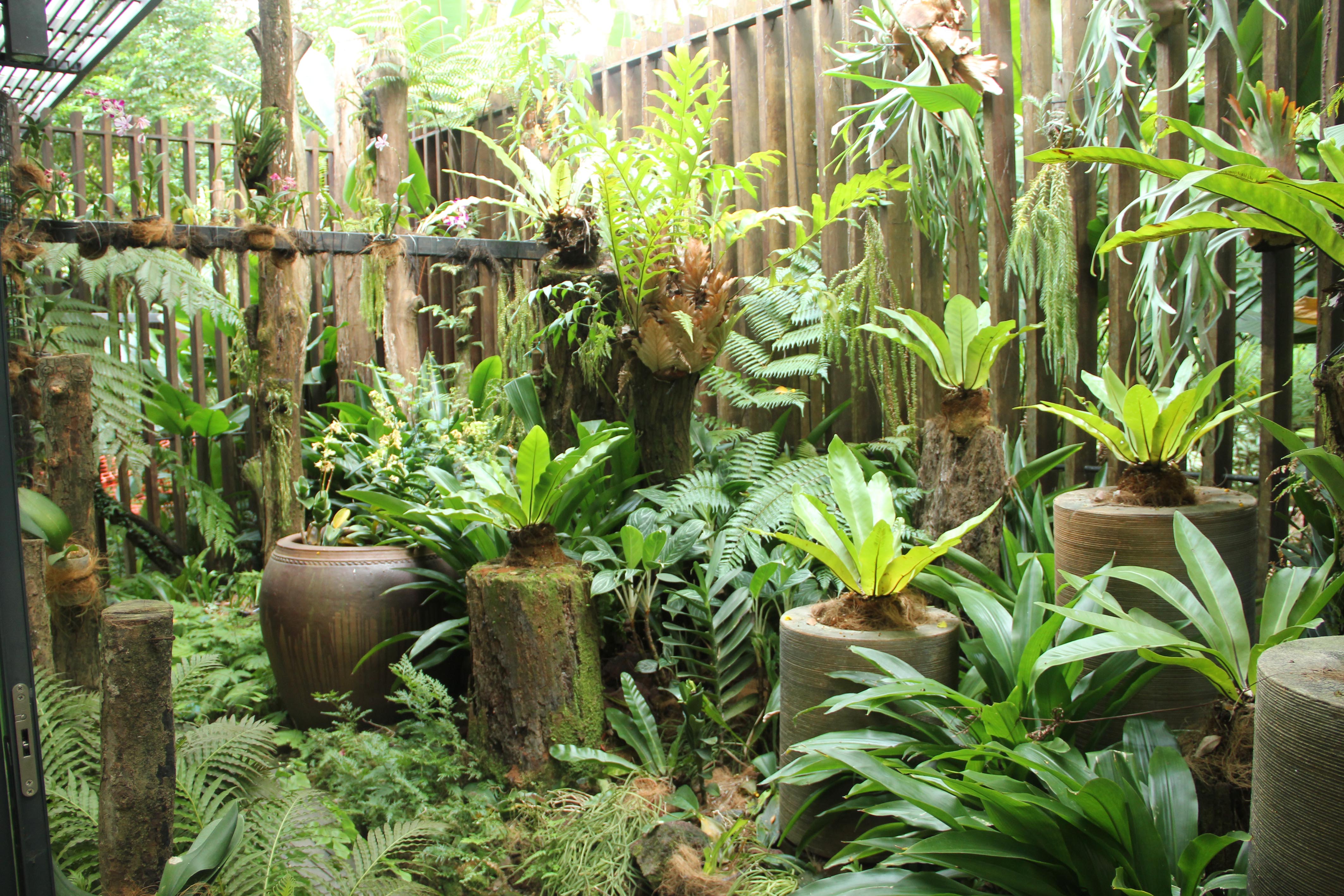 types of indoor ferns