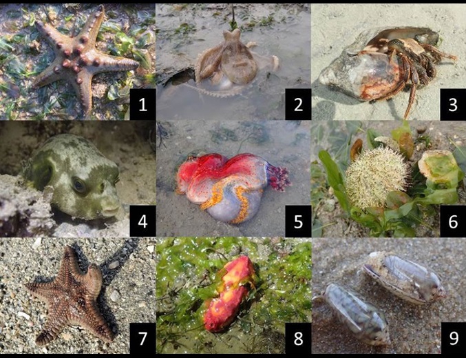 intertidal-watch-monitoring-the-living-jewels-on-our-shores