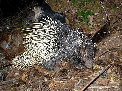 porcupine