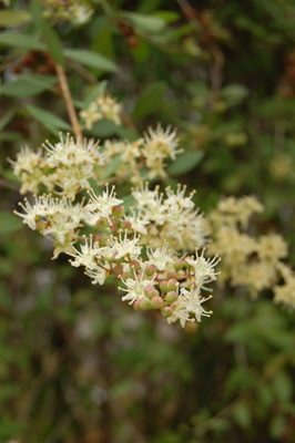 A Guide To Northeastern Gardening 18 Summer Blooming Shrubs For