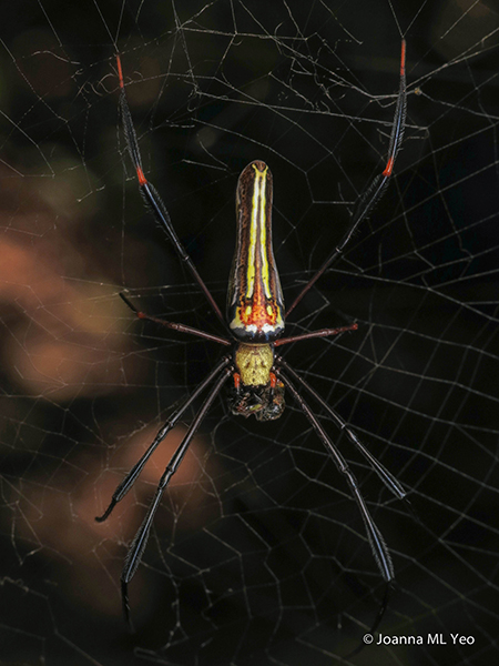 Nephila pilipes Joanna ML Yeo