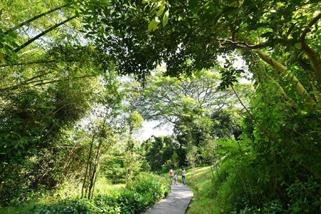 Five Findings from Bukit Timah Nature Reserve Survey