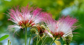 rain tree close up flowers 1