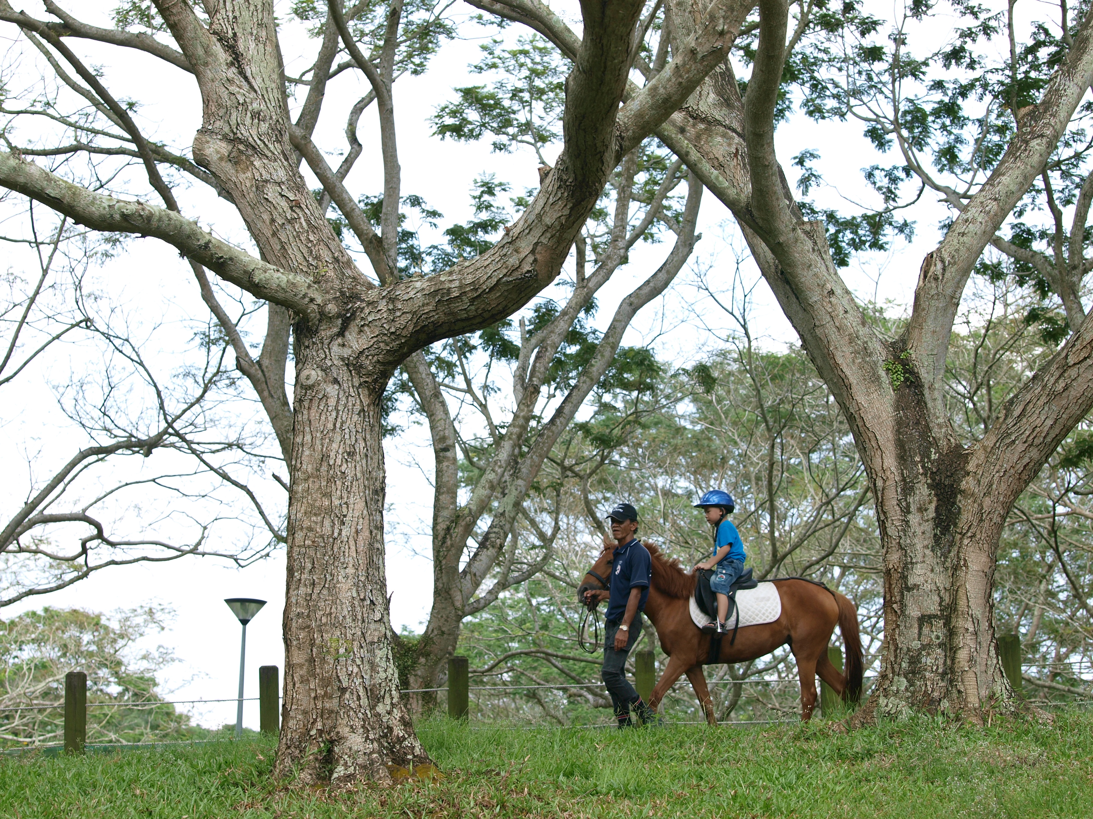 pony rider gallop and go