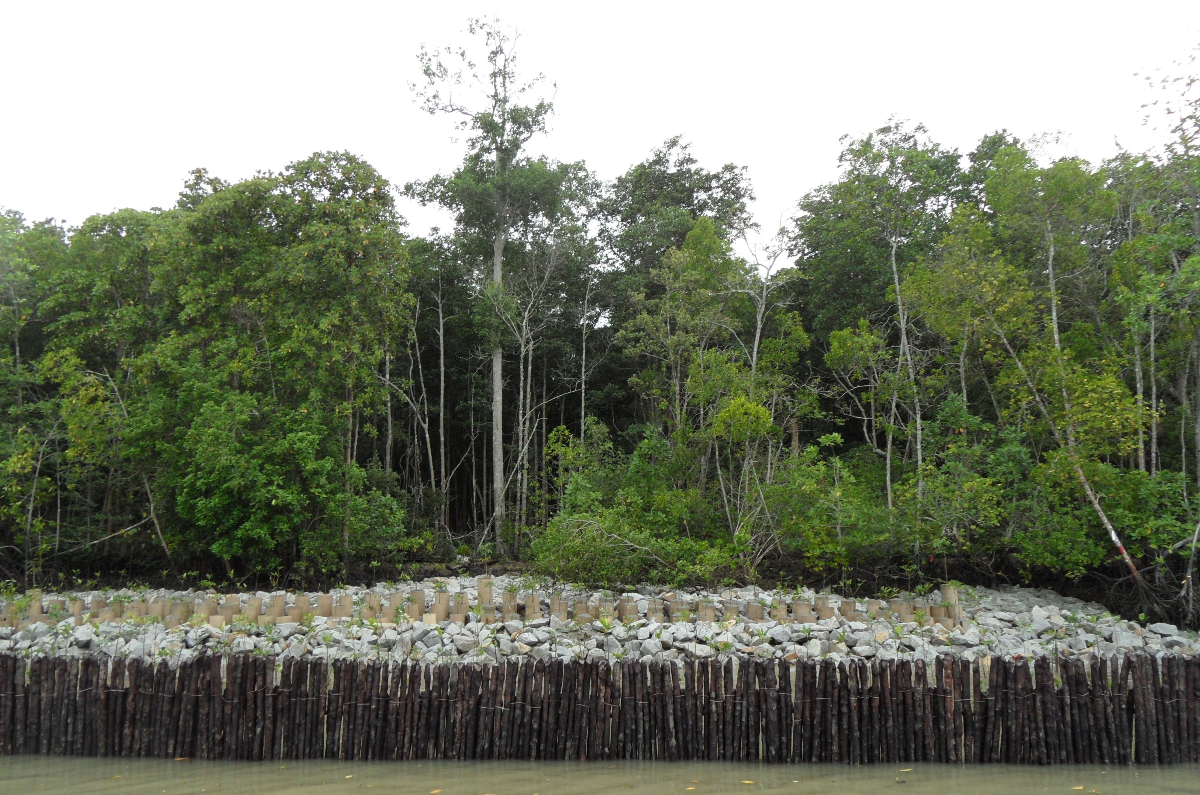 Mangroves - Coastal And Marine - Our Ecosystems - Biodiversity ...