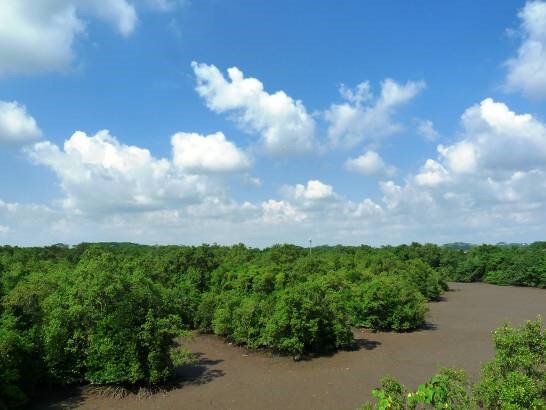 Mangroves - Coastal And Marine - Our Ecosystems - Biodiversity ...