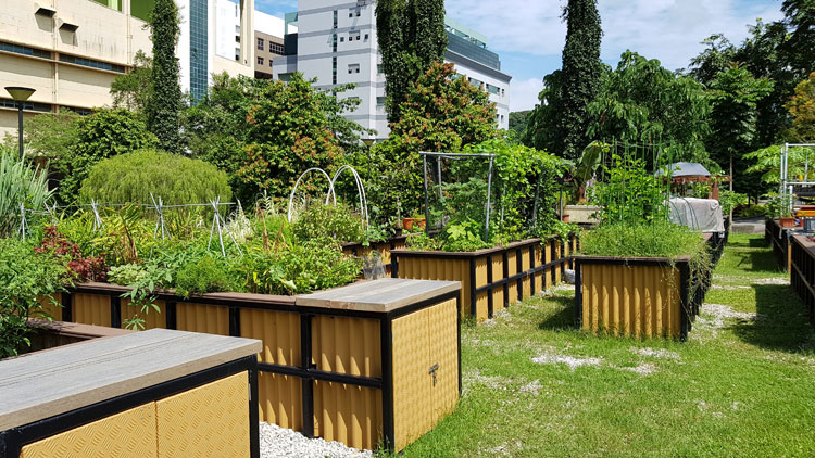 Allotment Gardens