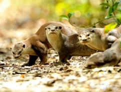 Otter Singapore - Singapore newest Botanic Series