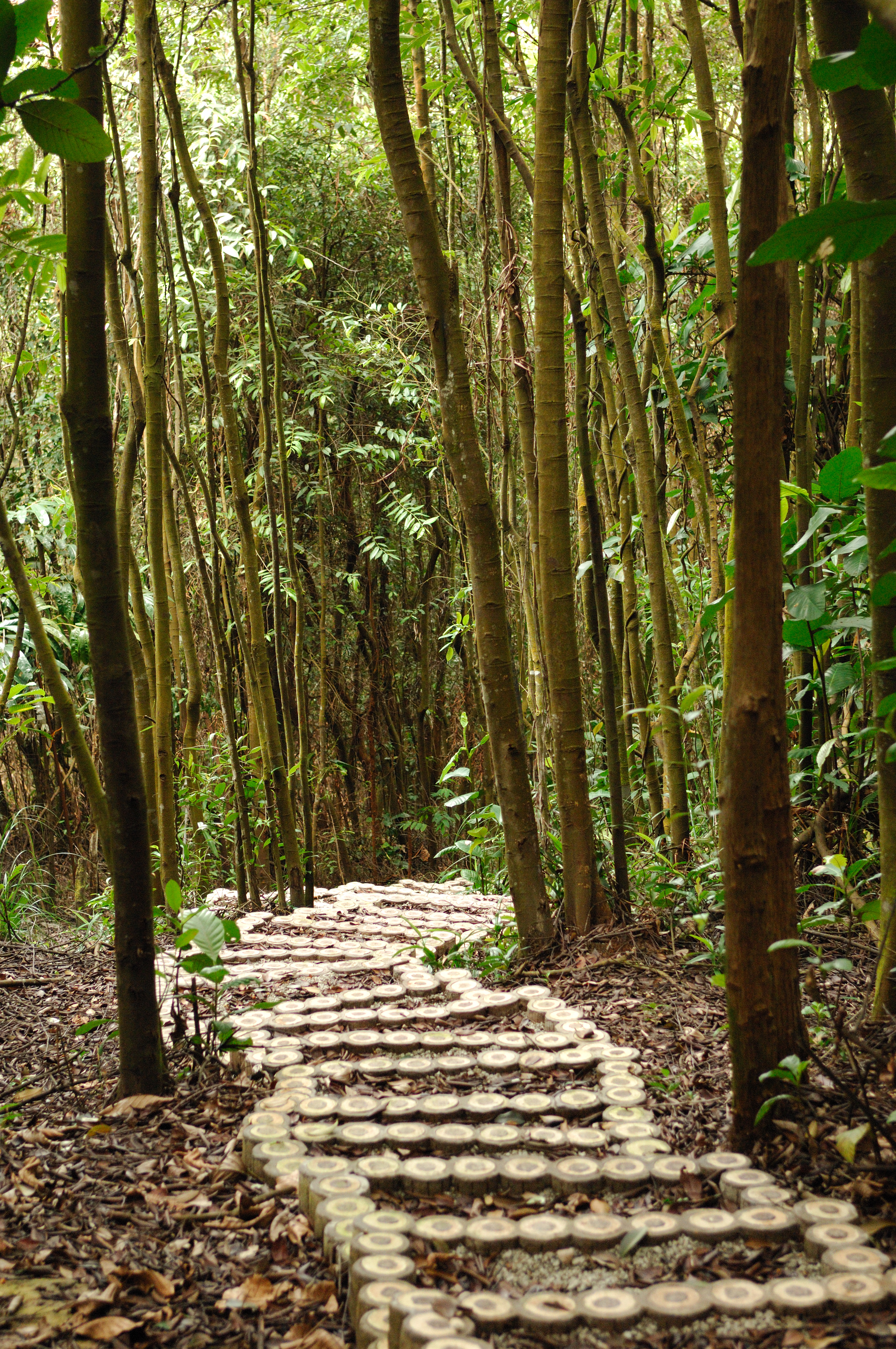 kent ridge mtb trail