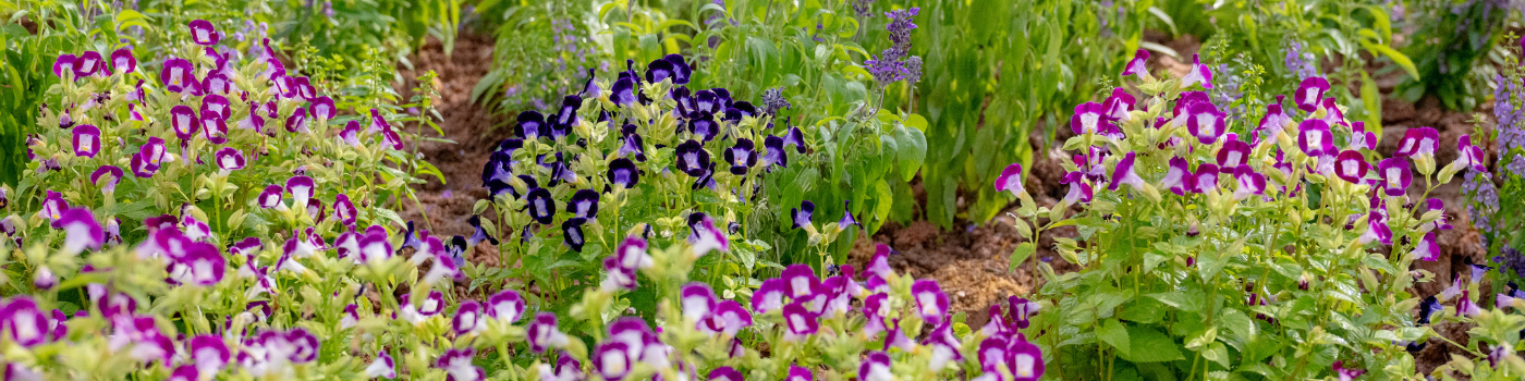 floral garden