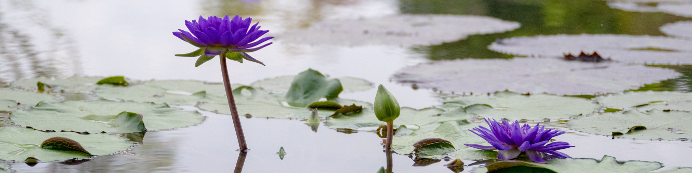 water lily garden